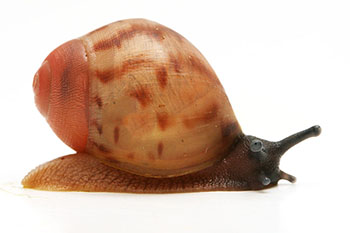 Archachatina marginata egregia Cameroon typ 1c juvenil